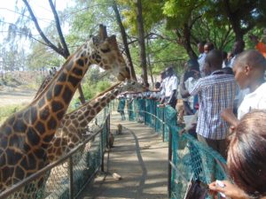 Kaewa Secondary School students enjoy feeding giraffes at Haller Park, Mombasa.